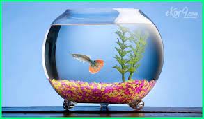 Untuk merawat ikan molly ini, bukanlah perkara yang sulit. Akuarium Kecil Kelebihan Dan Kekurangannya Dunia Fauna Hewan Binatang Tumbuhan Dunia Fauna Hewan Binatang Tumbuhan