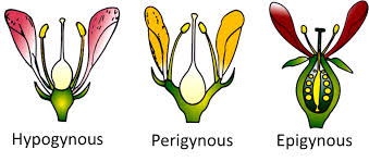 Identify correctly the terms used to describe flowers with respect to  position of ovary on the thalamus in relation to other floral parts.  ABC1.PerigynousHypogynousEpigynous2.HypogynousPerigynousEpigynous3.EpigynousPerigynousHypogynous4  ...