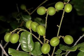 Image result for Dialium