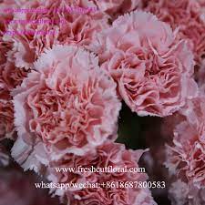 Whatsapp 8618687800583 Wholesale Suppliers Directory Carnation Red And Red Flowers For Simple Flower Bouquets We Flower Bouquet Wedding Flowers Bouquet Flowers