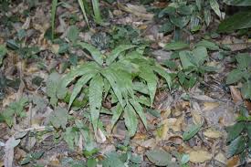 Image result for Tectaria fernandensis