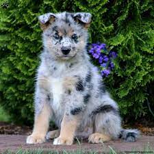 Siberian Husky Mix Puppies For Sale Greenfield Puppies In 2021 Cute Husky Puppies Husky Mix Puppies Siberian Husky Mix