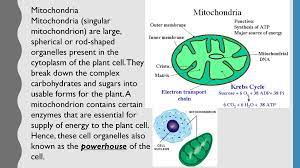 Slide 1 cell organelles and functions slide 2 slide 3 slide 4 cell's anatomy slide 5 animal vs. Cell Organelles And Their Functions Ppt Download