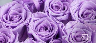 What exactly is the meaning of color roses like purple, red, pink, white, yellow, orange, blue, and green roses? Meaning Behind The Lilac Rose Verdissimo