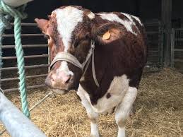 La 15ème édition du salon international de l'agriculture au maroc se tiendra dans la ville impériale de meknès du 14 au 19 avril 2020. Pres De Segre La Vache Ivoire Part Concourir A Paris Angers Maville Com
