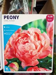 Get free peonies plants now and use peonies plants immediately to get % off or $ off or free shipping. Southern Peony 2018 Well Priced Peonies For Sale At Hardware Store Lowe S