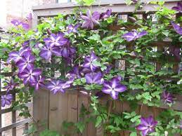 How To Grow Clematis | How To Care For Clematis