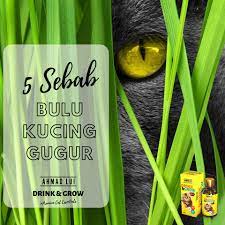 We did not find results for: Ahmad Lui 5 Sebab Kenapa Bulu Kucing Anda Gugur Facebook