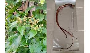 Image result for Triumfetta cordifolia