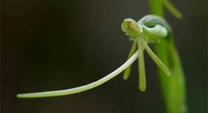 Image result for Habenaria filicornis