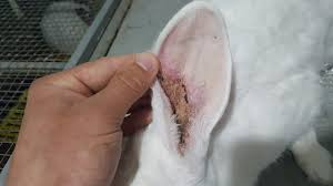 Image result for scabies rabbits ears