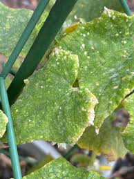 Image result for whitefly in cucumber