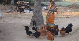 Most relevant best selling latest uploads. Women In Poultry How Backyard Poultry Empowers India S Rural Women The Poultry Site