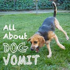 We did not find results for: All About Dog Vomit Why Is My Dog Throwing Up Pethelpful