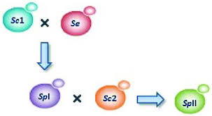 Origin Of Lager Yeasts Saccharomyces Pastorianus Group I