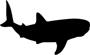 Free Free 153 Shark Outline Svg SVG PNG EPS DXF File