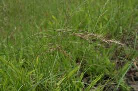 Image result for Aristida adscensionis