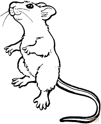 Maeuse Ausmalbilder Ausmalbilder Maeuse Maus Illustration Malvorlagen Tiere Maus Bilder