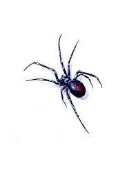 The small black widow tattoos look great and elegant. Cool Colorful Black Widow Spider Tattoo Design Tattooimages Biz