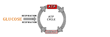 It includes an overview of cellular respiration and different animations for all three stages of the process. Tutorial Respiration