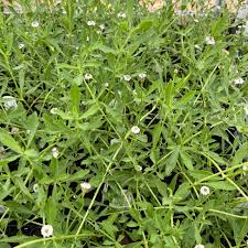 Image result for Tinospora fragosa