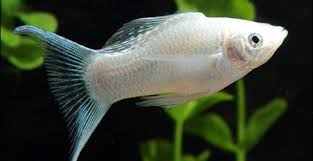 Apakah ikan cupang anda kehilangan warnanya? 14 Jenis Ikan Molly Atau Ikan Balon Terfavorit Hingga Termahal