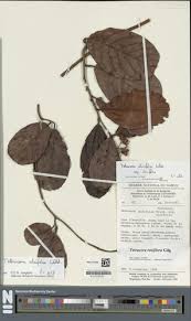 Image result for Tetracera alnifolia