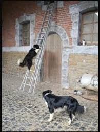 How Fast Can A Border Collie Run Cuteness Collie Dog Border Collie Dog Border Collie Puppies
