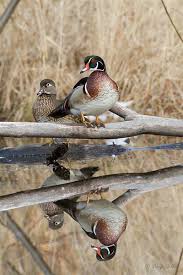 Pair Of Wood Ducks Bird Hunting Pet Birds Waterfowl Hunting