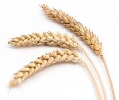 Welcome Island Grains Growing Wheat Grains Backyard Farming