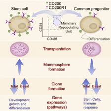 Scrisoarea a fost trimisa de ai tai. High Expression Of Cd200 And Cd200r1 Distinguishes Stem And Progenitor Cell Populations Within Mammary Repopulating Units Sciencedirect