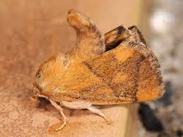 Image result for Apoda limacodes