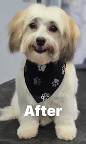 Sergio after his grooming appointment looking very handsome 🥹