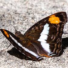 Image result for Pavonia leptocalyx