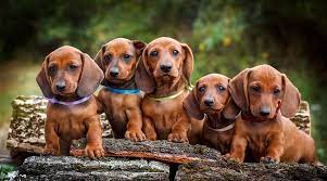 Dachshund Breed Information Long Haired Short Haired More