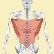 It adducts and extends the arm at the shoulder joint. Latissimus Dorsi Muscle Wikipedia