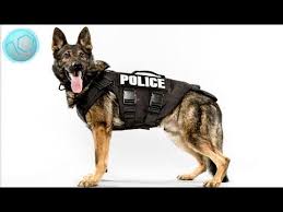 Top 10 Best Police Dog K9 Unit Breeds Police Dogs Army Dogs K9 Unit