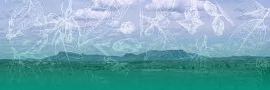 Image result for Hilsenbergia