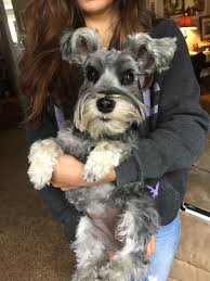 Mini Schnauzer Long Lashes Curly Hair Adorable Lillie Miniature Schnauzer Mini Schnauzer Schnauzer