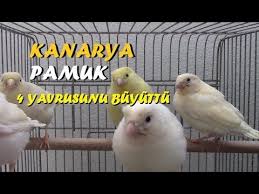 Kanarya Pamuk 4 Yavrusunu Da Ucurmayi Basardi Youtube 2020 Youtube Pamuk Danca