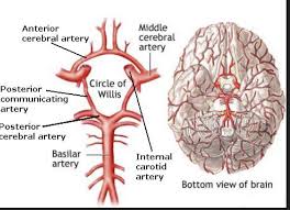 Maybe you would like to learn more about one of these? Anterior Cerebral Artery Middle Cerebral Artery Chegg Com