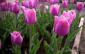 Maybe you would like to learn more about one of these? Useful Tips For Growing Real Tulips Gardens Nursery