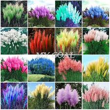 500 2000 Pampas Zierpflanzen Bonsai Pflanze Cortaderia Selloana Gras Garten Garten Entwurf Garten Bepflanzen Zierpflanzen Bluhende Pflanzen