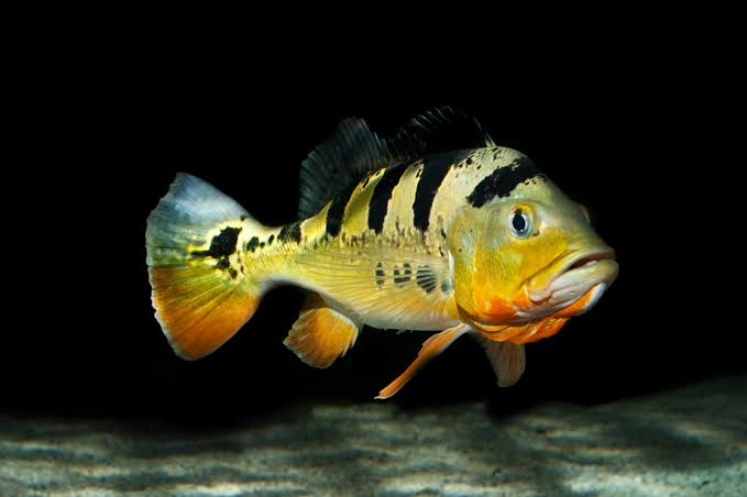 Cichla monoculus • Fish sheet