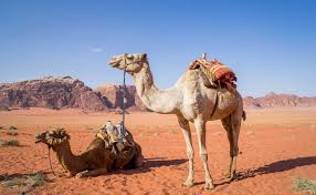 ما هي فوائد بول الابل للشعر موسوعة