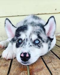 Puppy Logan Paul In 2020 Cute Puppies Animals Doggy