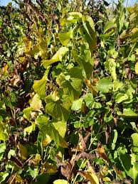 Image result for Aristolochia zenkeri