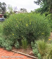 Image result for Spartium