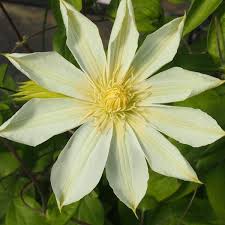 We did not find results for: Clematis Guernsey Cream 1l Fruttii Shop