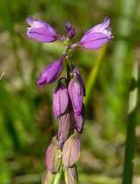 Image result for Polygala ohlendorfiana